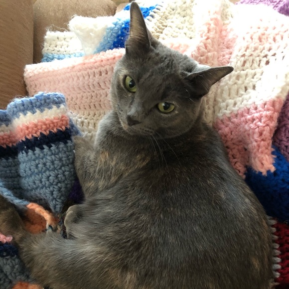 😹 Bye Cutie 😹 Said goodbye to our dear Cutie 2-6-24. She gave us much Joy!♥️ - Picture 12 of 14